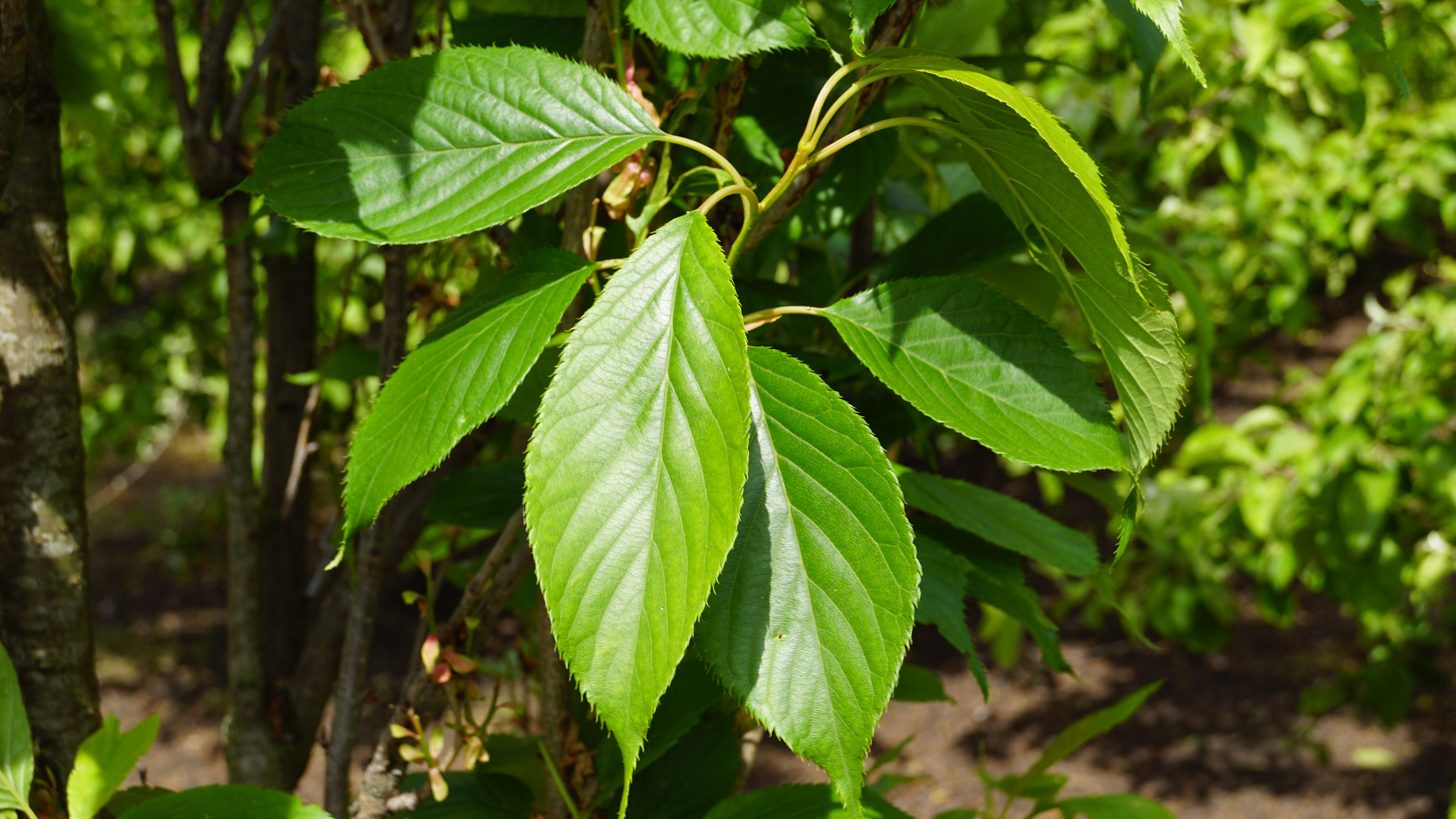 Prunus serrulata 'Amanogawa' (1)